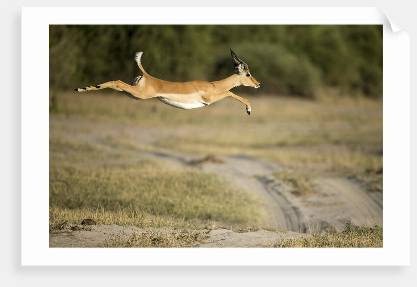 Leaping Impala, Chobe National Park, Botswana by Anonymous