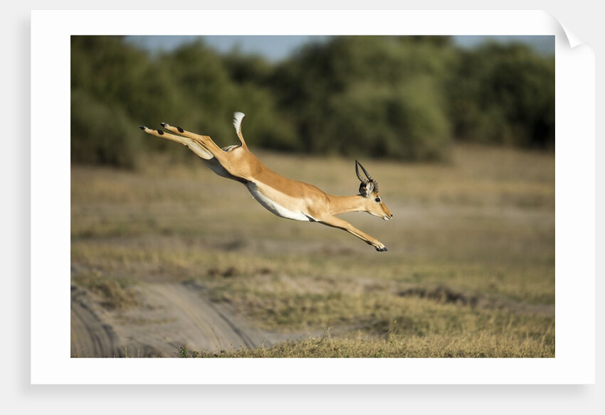 Leaping Impala, Chobe National Park, Botswana by Anonymous