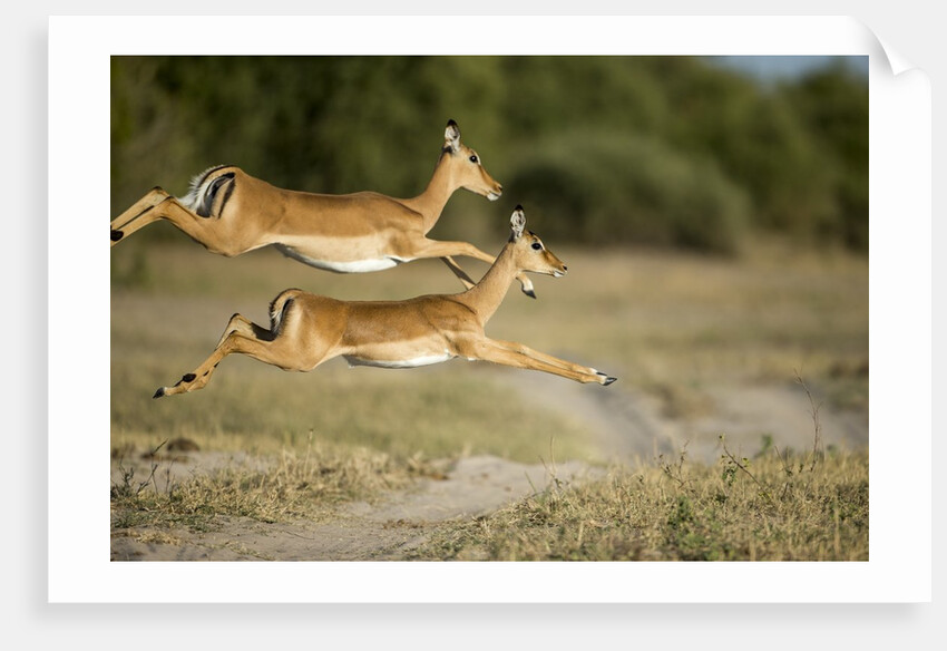 Leaping Impala, Chobe National Park, Botswana by Anonymous
