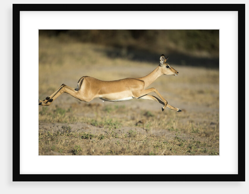 Leaping Impala, Chobe National Park, Botswana by Anonymous