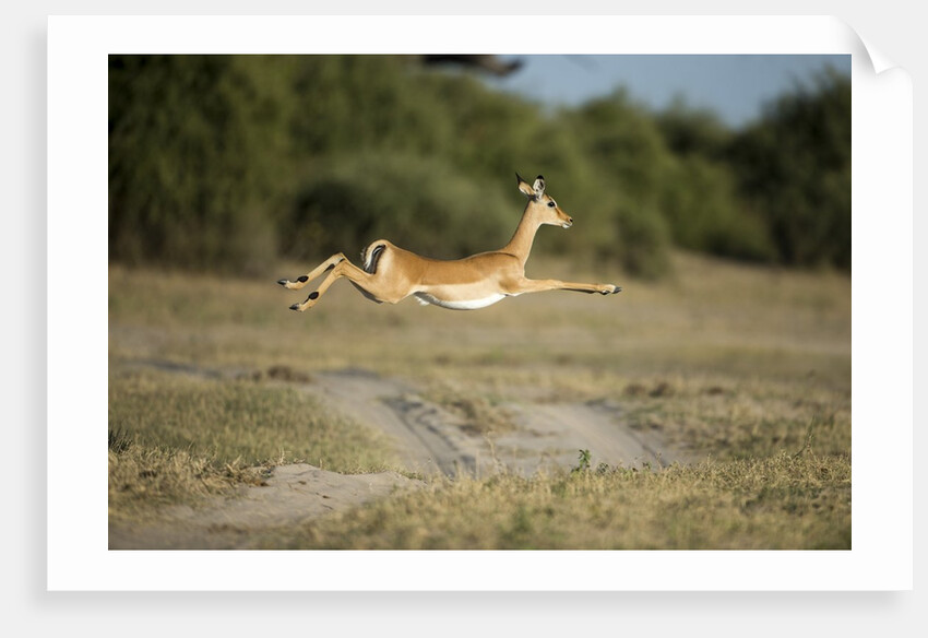 Leaping Impala, Chobe National Park, Botswana by Anonymous