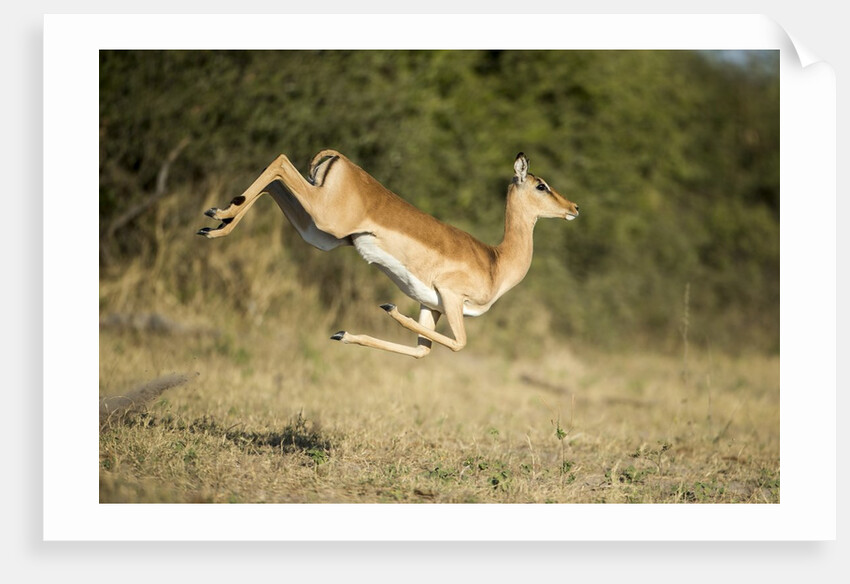 Leaping Impala, Moremi Game Reserve, Botswana by Anonymous