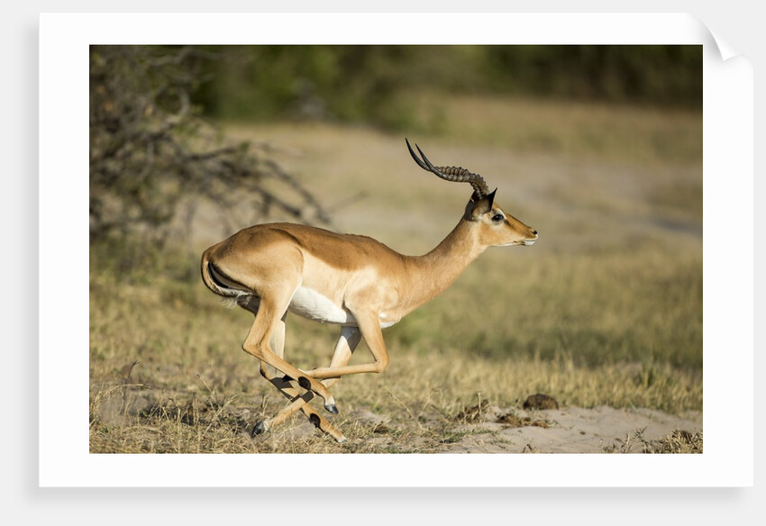 Running Impala, Moremi Game Reserve, Botswana by Anonymous