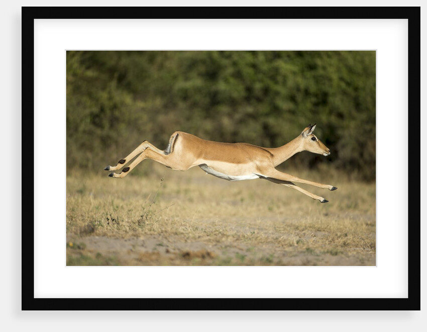Leaping Impala, Chobe National Park, Botswana by Anonymous