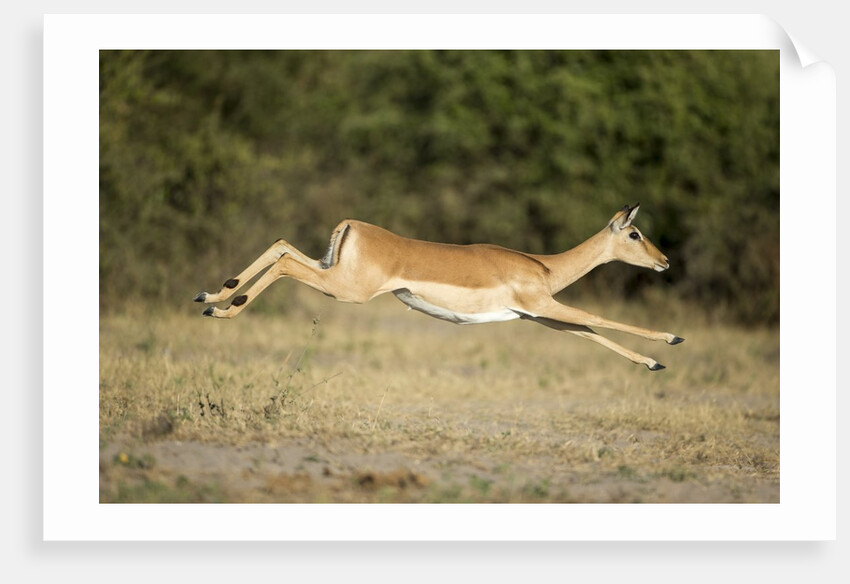 Leaping Impala, Chobe National Park, Botswana by Anonymous