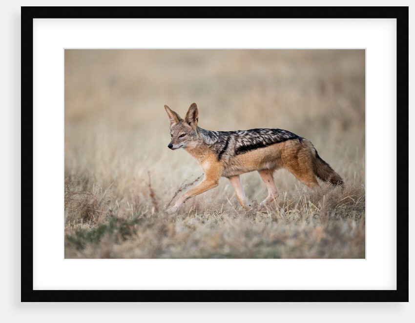 Black-backed Jackal, Chobe National Park,Botswana by Anonymous