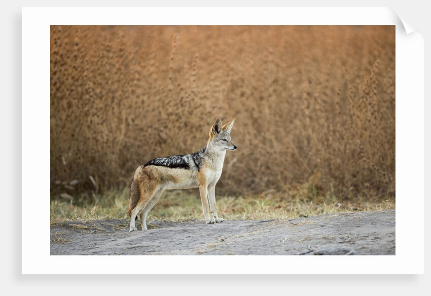 Black-backed Jackal, Chobe National Park,Botswana by Anonymous