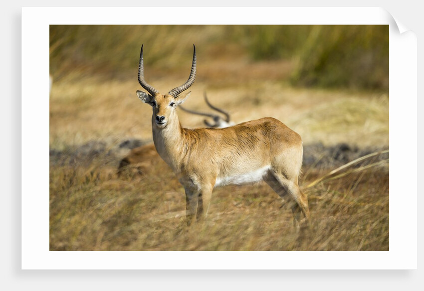Lechwe, Moremi Game Reserve, Botswana by Anonymous