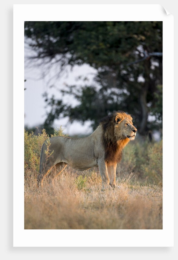 Male Lion, Moremi Game Reserve, Botswana by Anonymous