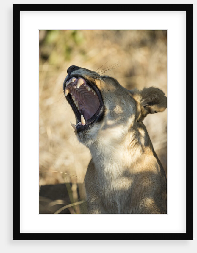 Yawning Lioness, Chobe National Park, Botswana by Anonymous