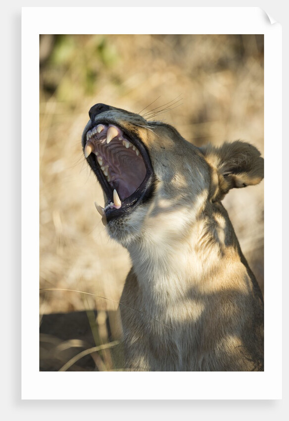 Yawning Lioness, Chobe National Park, Botswana by Anonymous