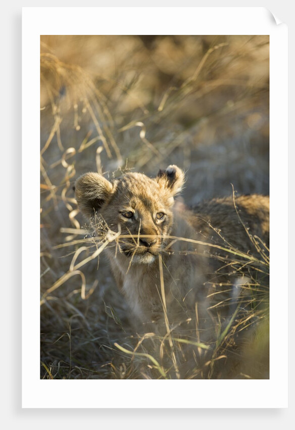 Lion Cub in Tall Grass, Chobe National Park, Botswana by Anonymous