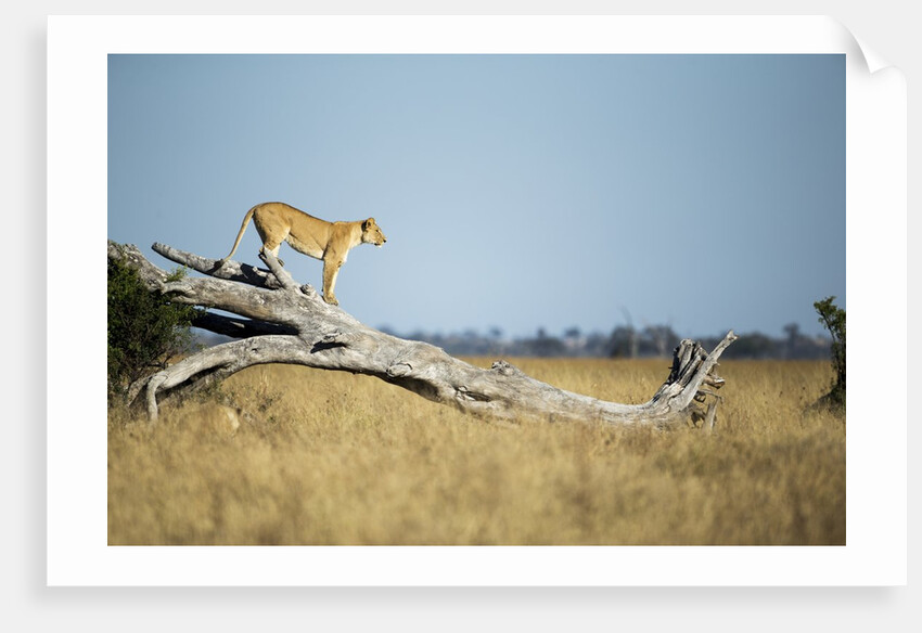 Lioness Standing on Dead Tree, Chobe National Park, Botswana by Anonymous