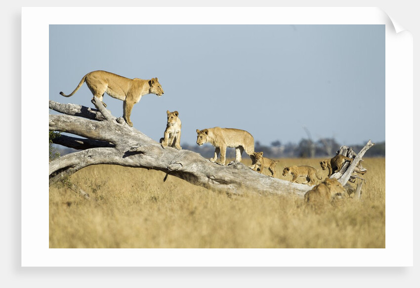 Lion Pride Standing on Dead Tree, Chobe National Park, Botswana by Anonymous