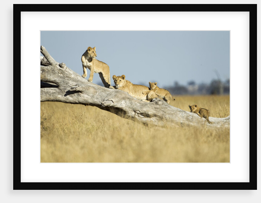 Lion Pride Standing on Dead Tree, Chobe National Park, Botswana by Anonymous