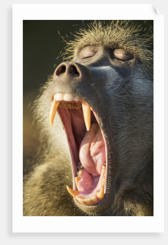 Chacma Baboon Fangs, Chobe National Park, Botswana by Anonymous
