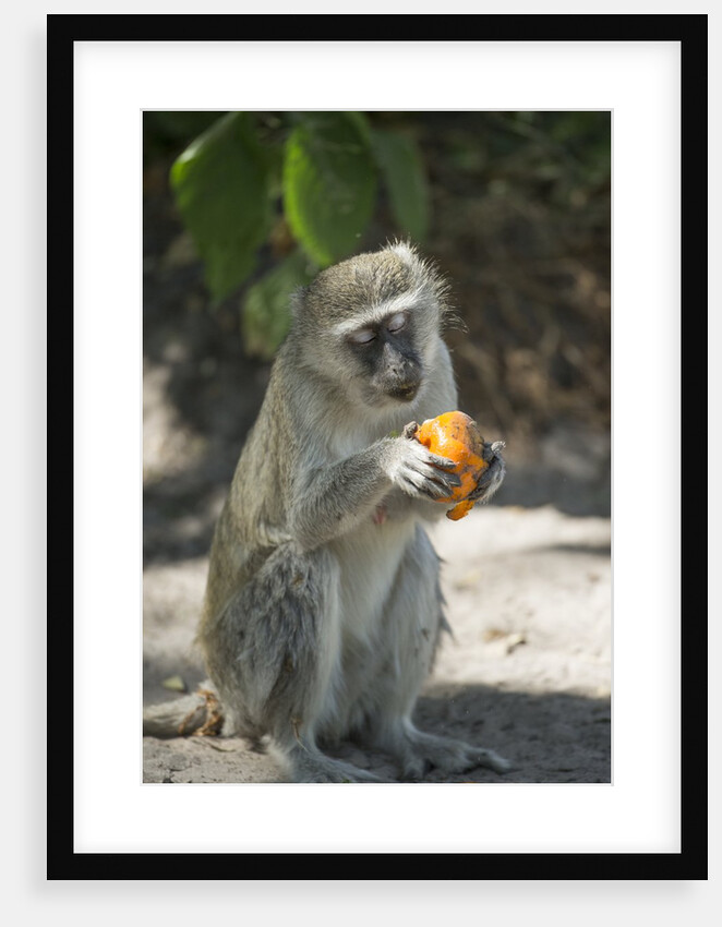 Vervet Monkey, Moremi Game Reserve, Botswana by Anonymous