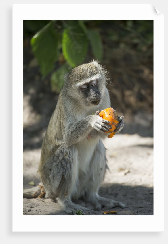 Vervet Monkey, Moremi Game Reserve, Botswana by Anonymous