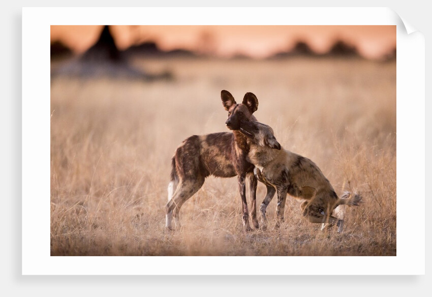 Wild Dogs, Moremi Game Reserve, Botswana by Anonymous