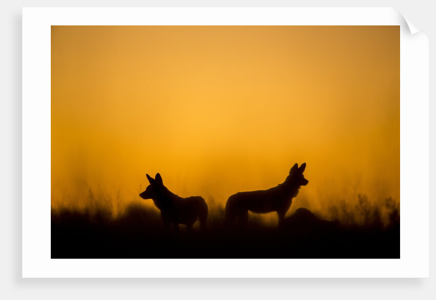 Wild Dogs, Moremi Game Reserve, Botswana by Anonymous
