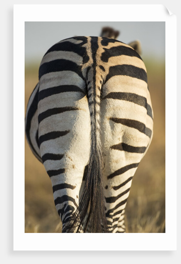 Plains Zebra, Moremi Game Reserve, Botswana by Anonymous