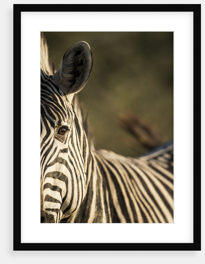 Plains Zebra, Moremi Game Reserve, Botswana by Anonymous