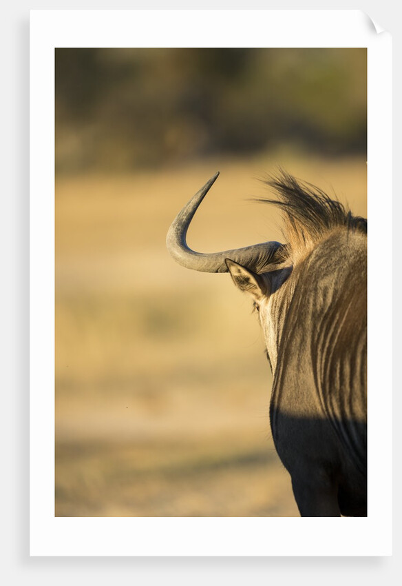 Wildebeest, Moremi Game Reserve, Botswana by Anonymous