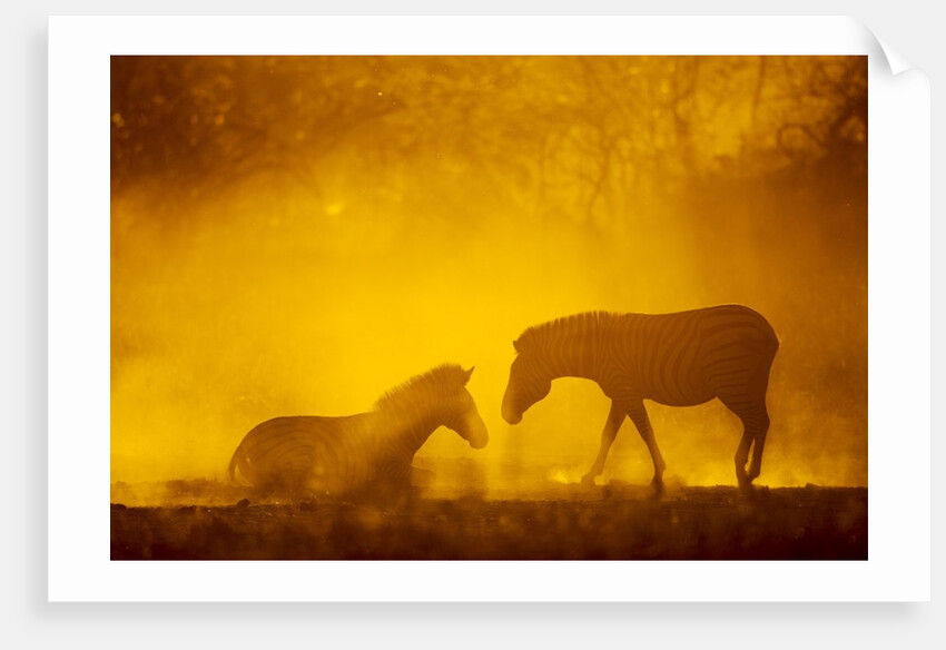 Plains Zebra at Sunset, Moremi Game Reserve, Botswana by Anonymous