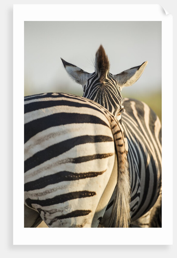 Plains Zebra Herd, Moremi Game Reserve, Botswana by Anonymous