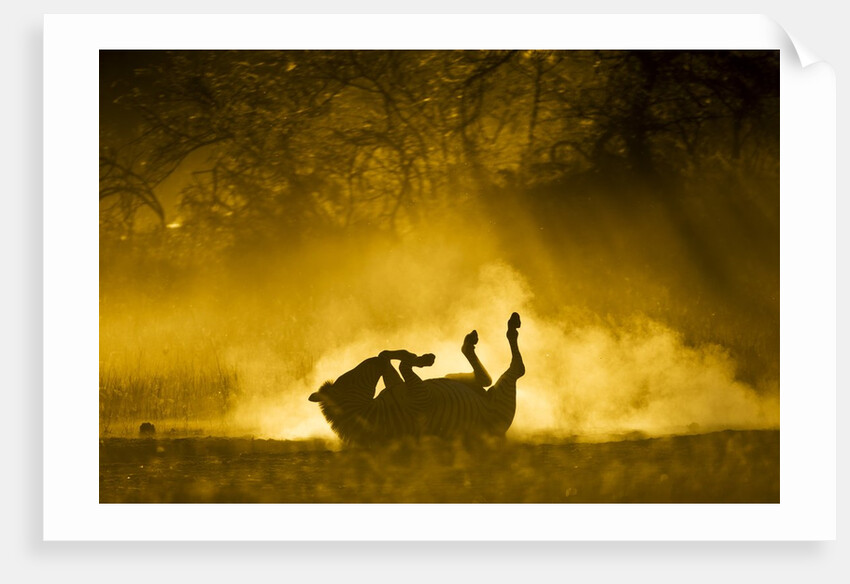 Plains Zebra at Sunset, Moremi Game Reserve, Botswana by Anonymous