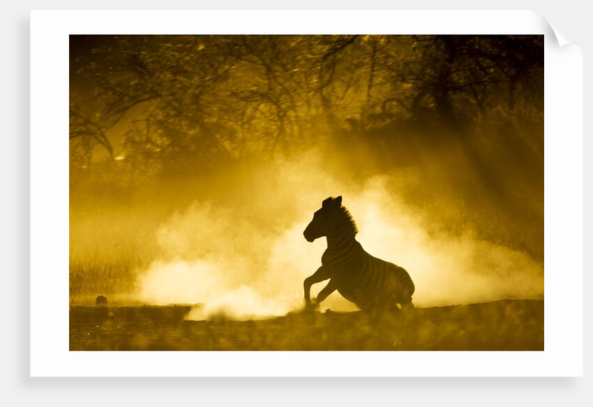Plains Zebra at Sunset, Moremi Game Reserve, Botswana by Anonymous