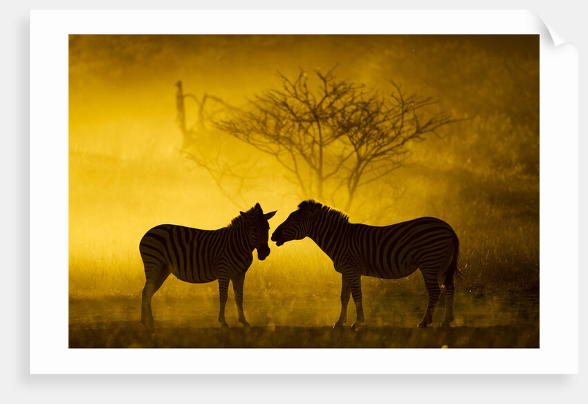 Plains Zebra at Sunset, Moremi Game Reserve, Botswana by Anonymous