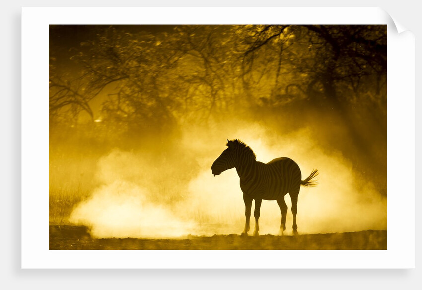 Plains Zebra at Sunset, Moremi Game Reserve, Botswana by Anonymous