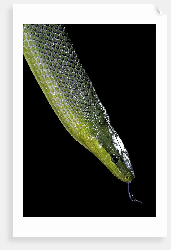 Gonyosoma oxycephala (red-tailed green rat snake) by Anonymous