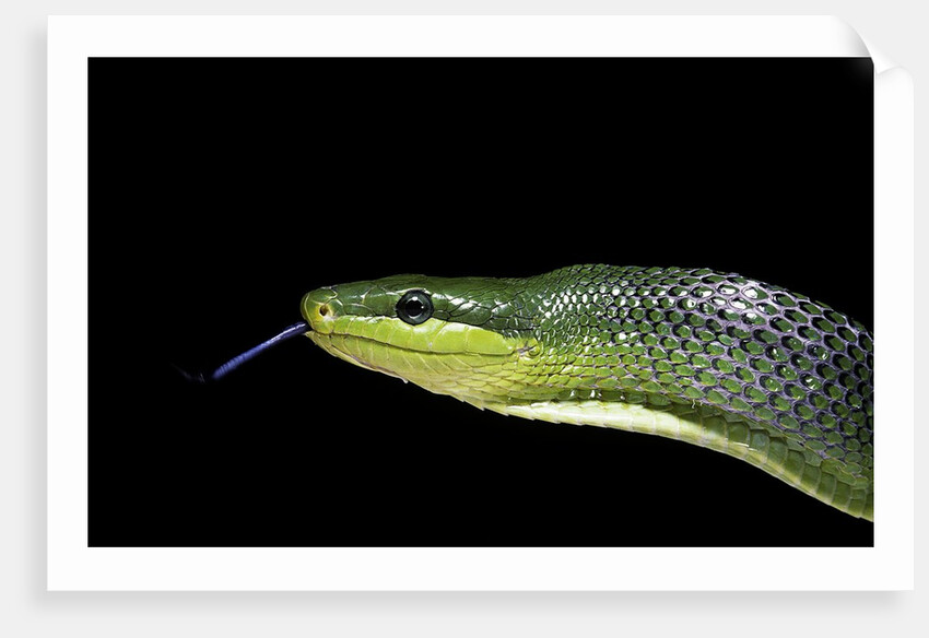 Gonyosoma oxycephala (red-tailed green rat snake) by Anonymous