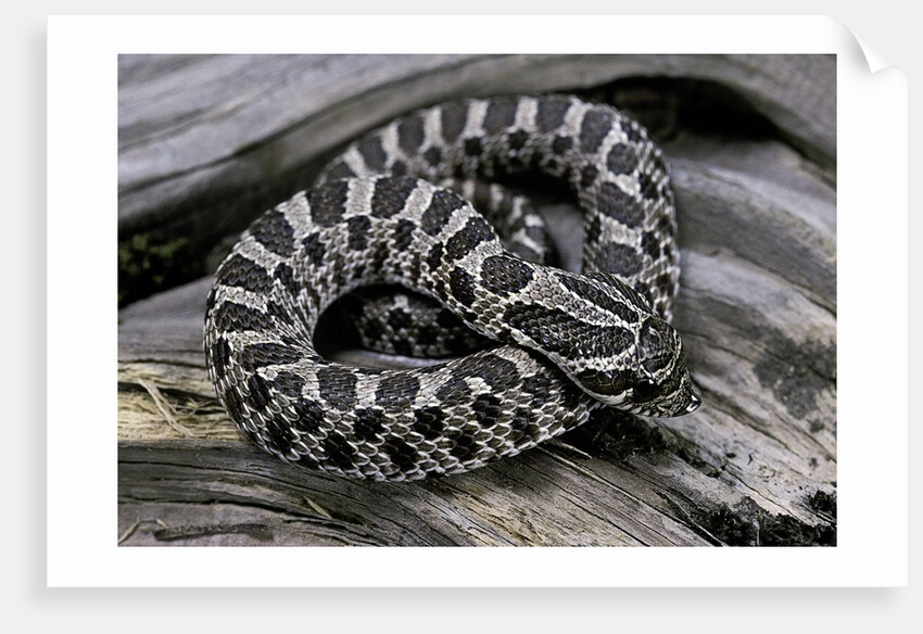 Heterodon nasicus (western hog-nosed snake) - young by Anonymous