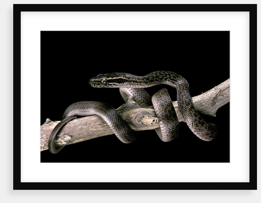 Lamprophis fuliginosus (brown house snake) by Anonymous