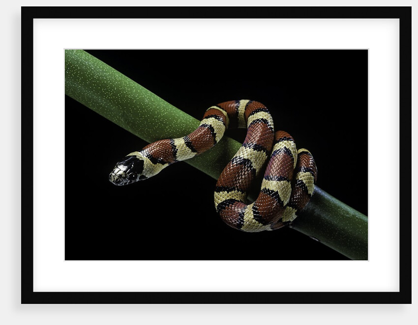 Lampropeltis mexicana (mexican kingsnake) by Anonymous