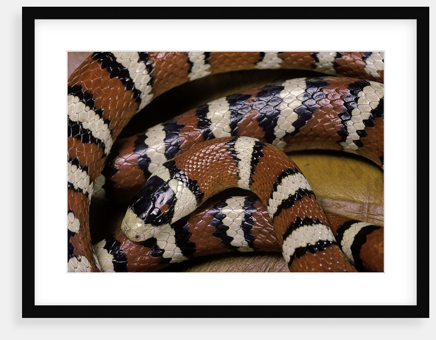 Lampropeltis pyromelana woodini (Sonoran mountain kingsnake) by Anonymous