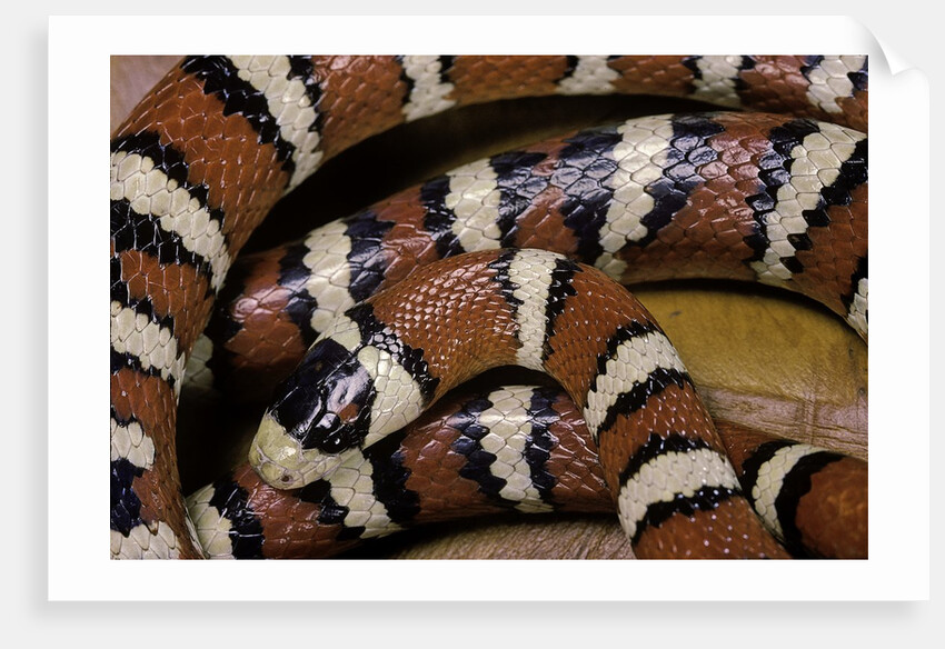Lampropeltis pyromelana woodini (Sonoran mountain kingsnake) by Anonymous