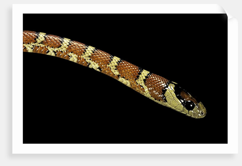 Lampropeltis pyromelana woodini (Sonoran mountain kingsnake) by Anonymous