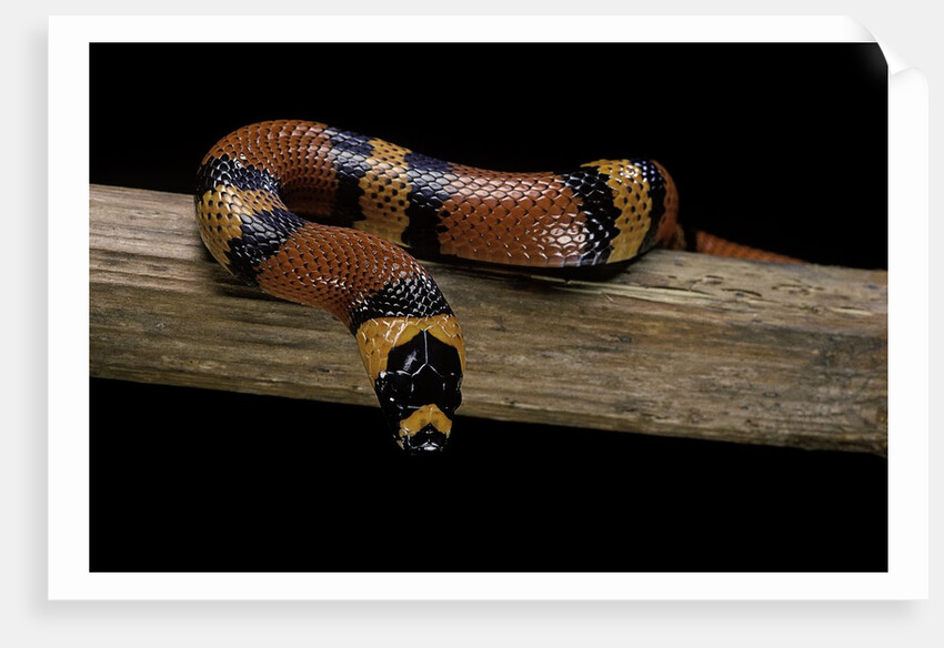 Lampropeltis triangulum hondurensis (Honduras milksnake) by Anonymous