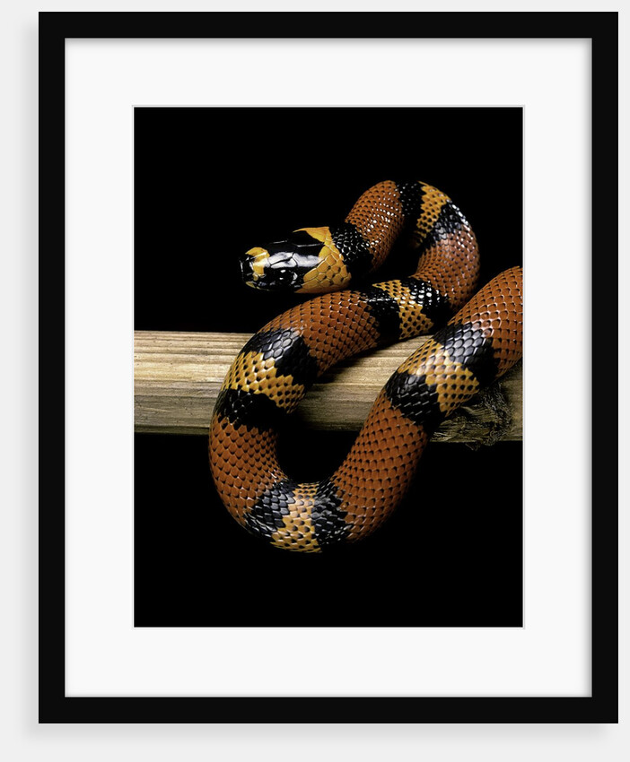Lampropeltis triangulum hondurensis (Honduras milksnake) by Anonymous