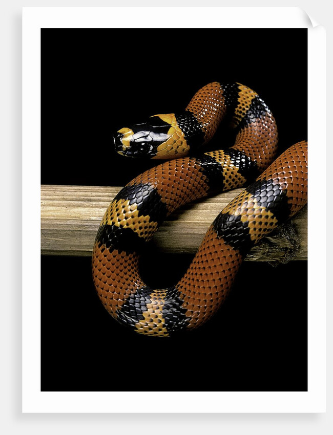 Lampropeltis triangulum hondurensis (Honduras milksnake) by Anonymous