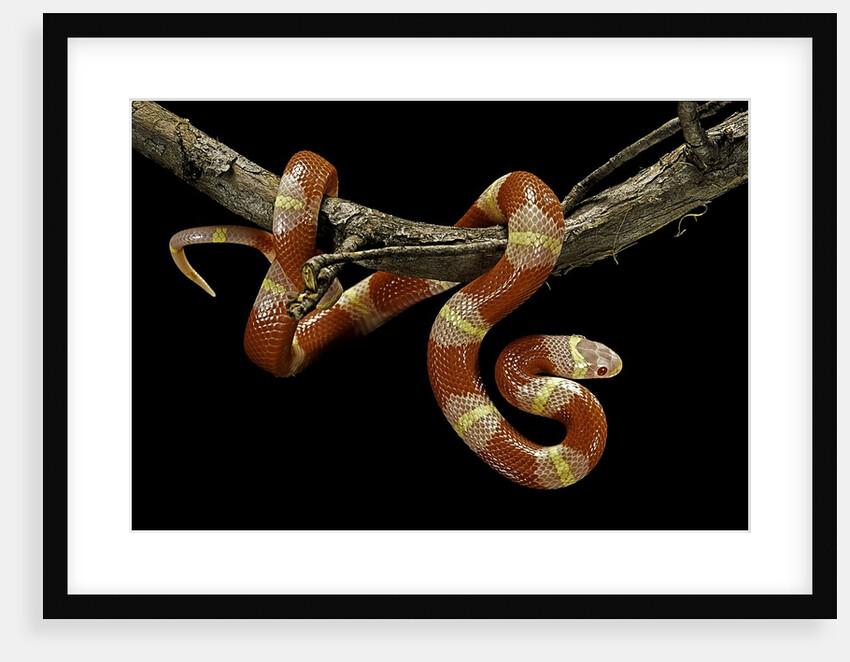 Lampropeltis triangulum nelsoni f. albino (milksnake) by Anonymous