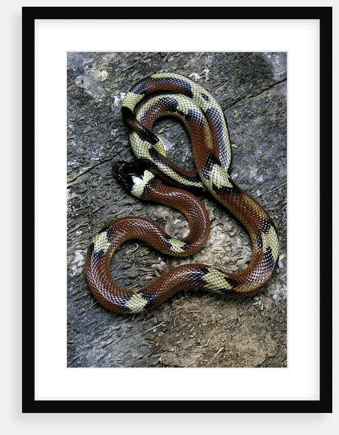 Lampropeltis triangulum sinaloae (Sinaloan milksnake) by Anonymous