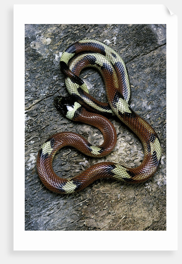 Lampropeltis triangulum sinaloae (Sinaloan milksnake) by Anonymous