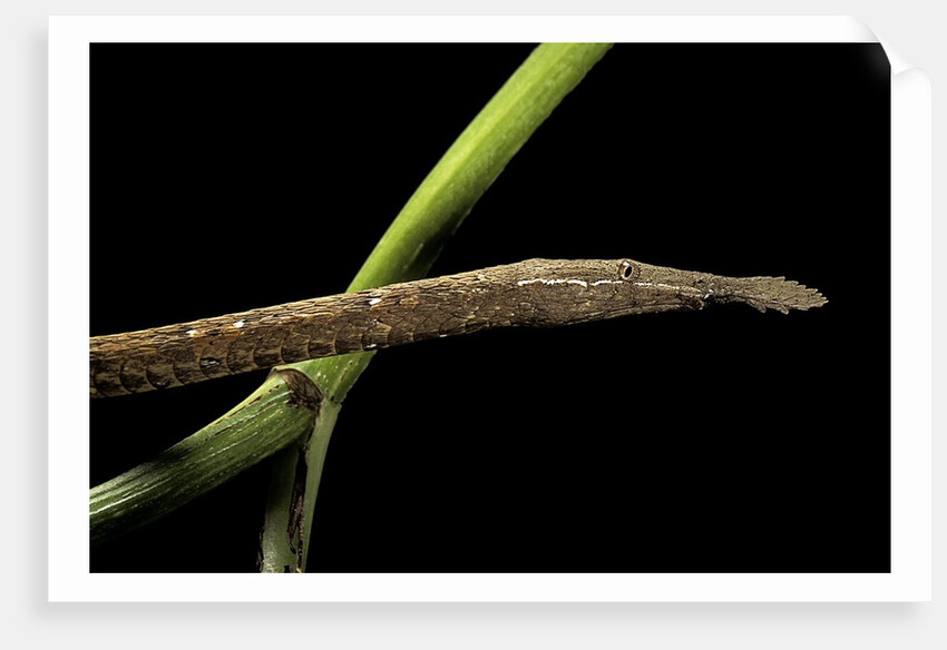 Langaha madagascariensis (leafnose snake) - female by Anonymous