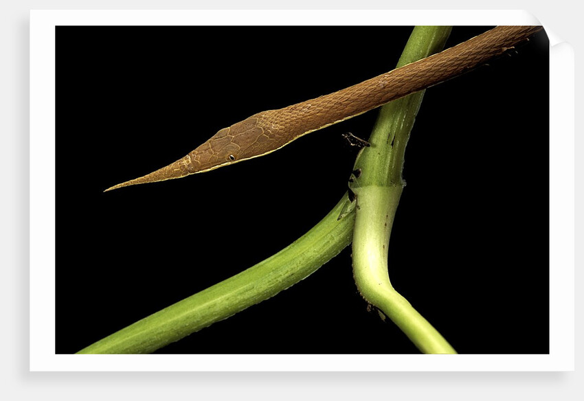 Langaha madagascariensis (leafnose snake) - male by Anonymous