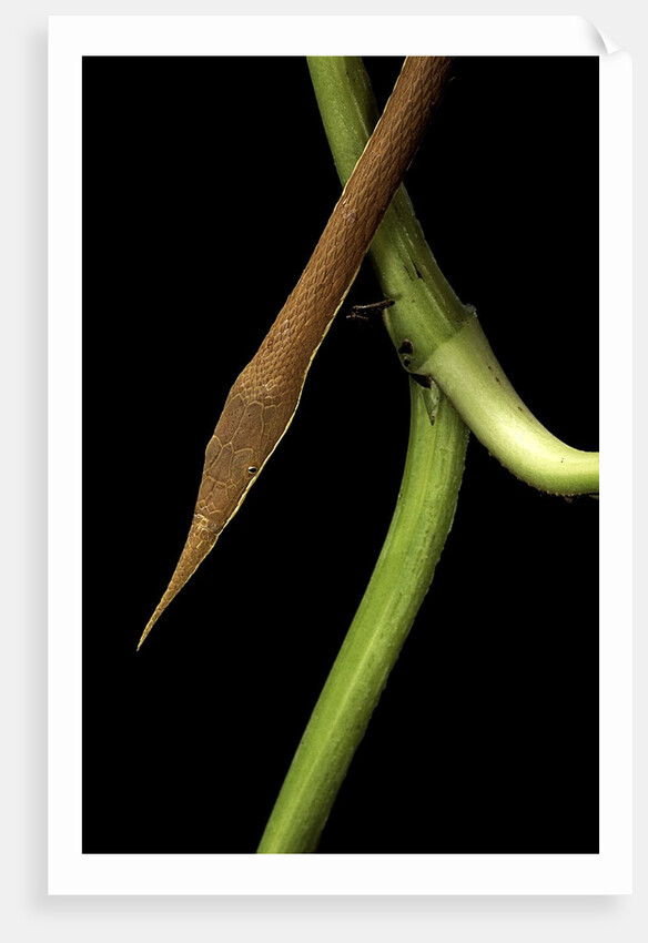 Langaha madagascariensis (leafnose snake) - male by Anonymous